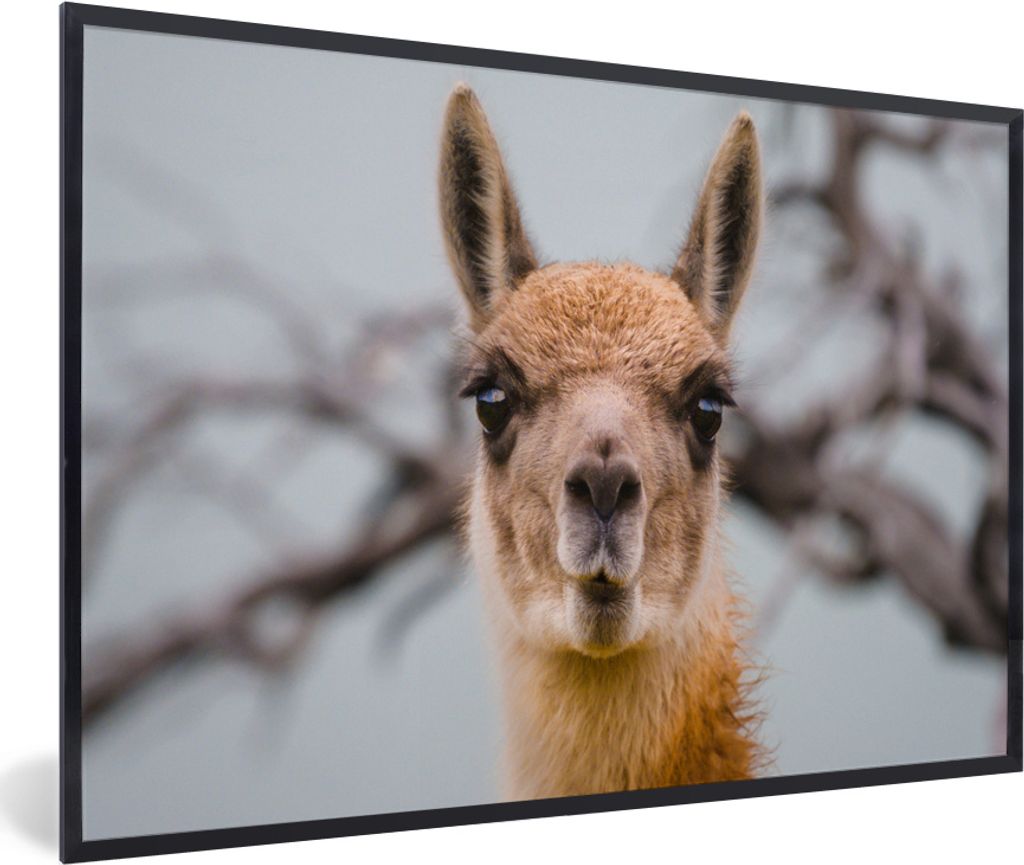 MuchoWow MuchoWow Gerahmtes Poster Lama - Selfie - Boom 90x60 cm - Poster mit zchwarzem Bilderrahmen - Fotorahmen - Foto-Plakat