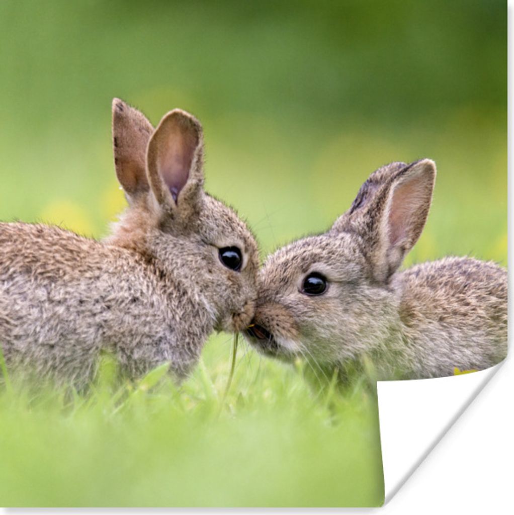 MuchoWow Poster Kaninchen - Baby - Gras 50x50 cm - Wohnzimmerdekoration