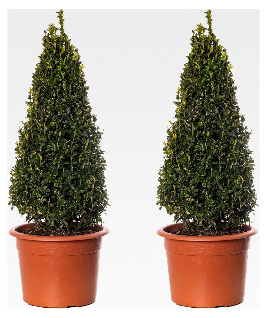 Buchsbaum-Pyramiden - Buxus-Sträucher | 2er-Pack | Immergrüne Topfpflanze 50-60 cm