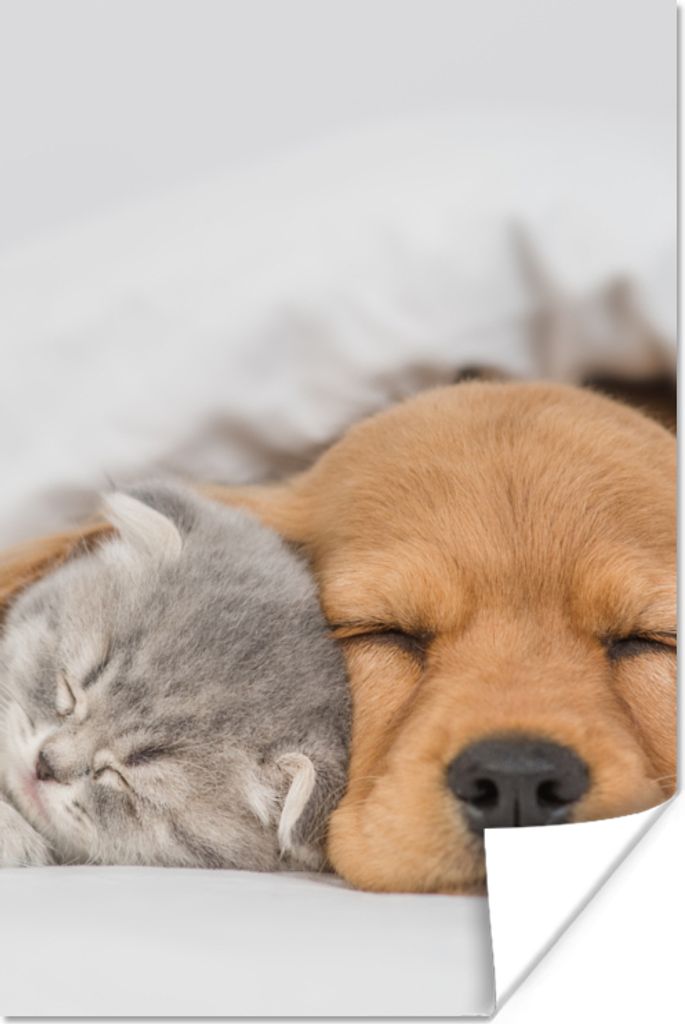 MuchoWow Poster Haustiere - Hund - Katze - Decke 80x120 cm - Papierdruck