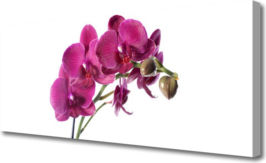 Tulup Leinwand-Bilder 125x50 Wandbild Canvas Kunstdruck Blumen Pflanzen