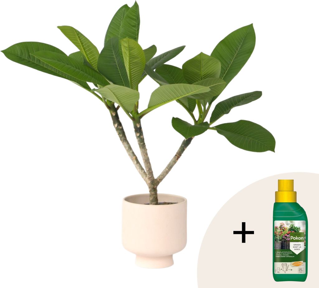 Plumeria Hawaiian (Frangipani) – Blühende Zimmer Produktbild-Vorschau 10
