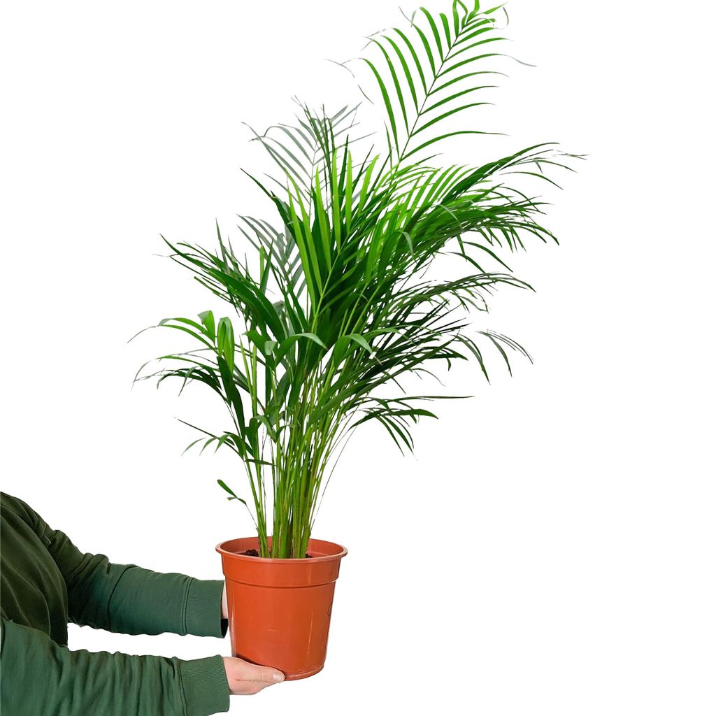 Goldfruchtpalme 100-110 cm Dypsis Lutescens - Luftreinigende Zimmerpflanze | Green Me Up