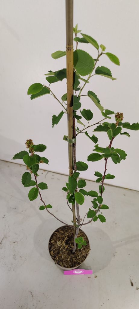 Amelanchier alnifolia 'Northline', Johannisbeerbaum, Höhe Produktbild 