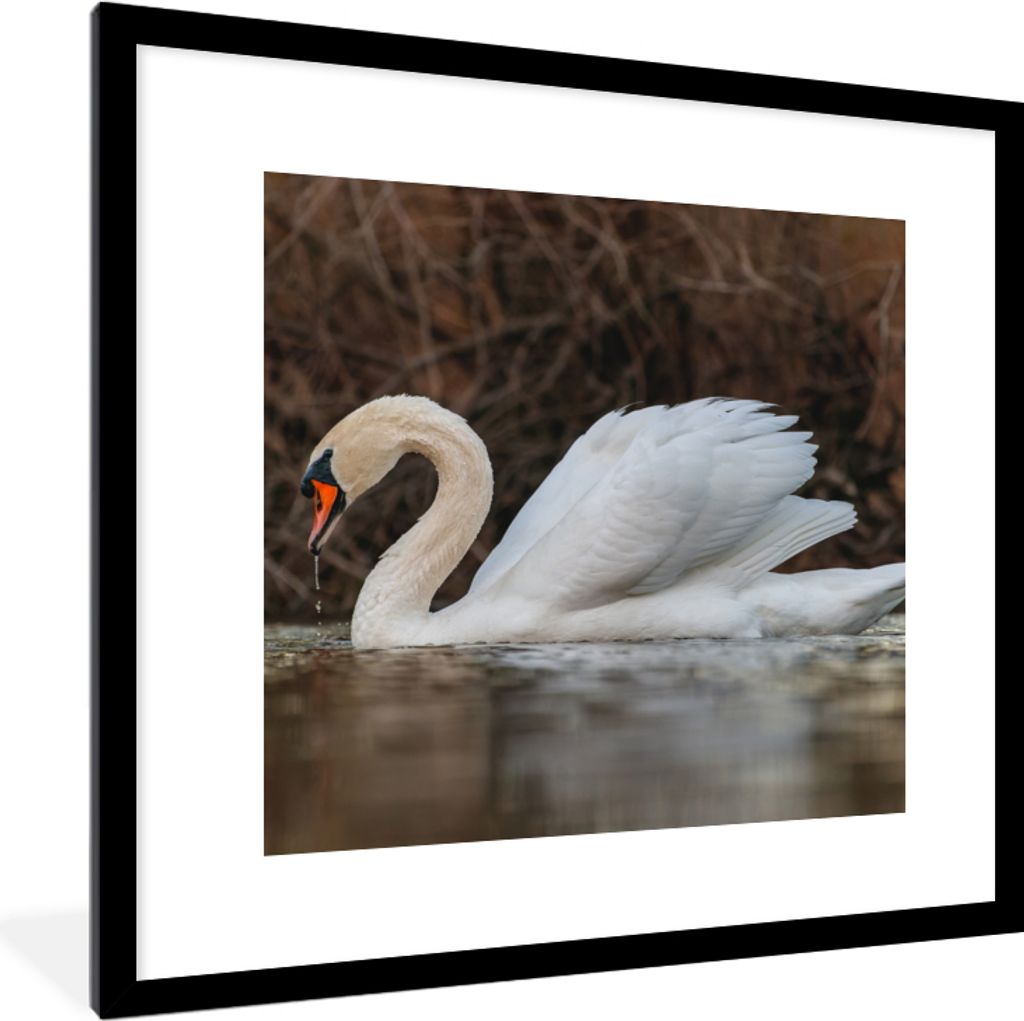 MuchoWow Gerahmtes Poster Schwan - Wasser - Tiere - Vogel 40x40 cm - Poster mit Schwarzem Bilderrahmen Wandposter Rahmen Foto Bilder - Poster - P...