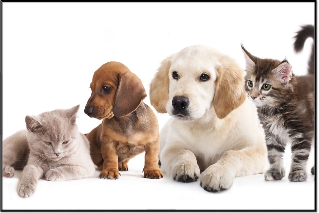 Wallario Wandbild Hundewelpen und Katzenjunge, Größe: 61 x 91,50 cm, Poster mit schwarzem Aluminiumrahmen