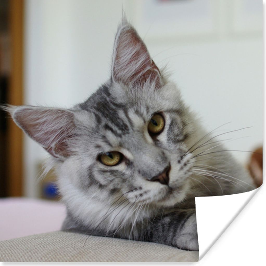 MuchoWow Poster Eine liegende graue Maine Coon Katze 75x75 cm - Wand Dekoration