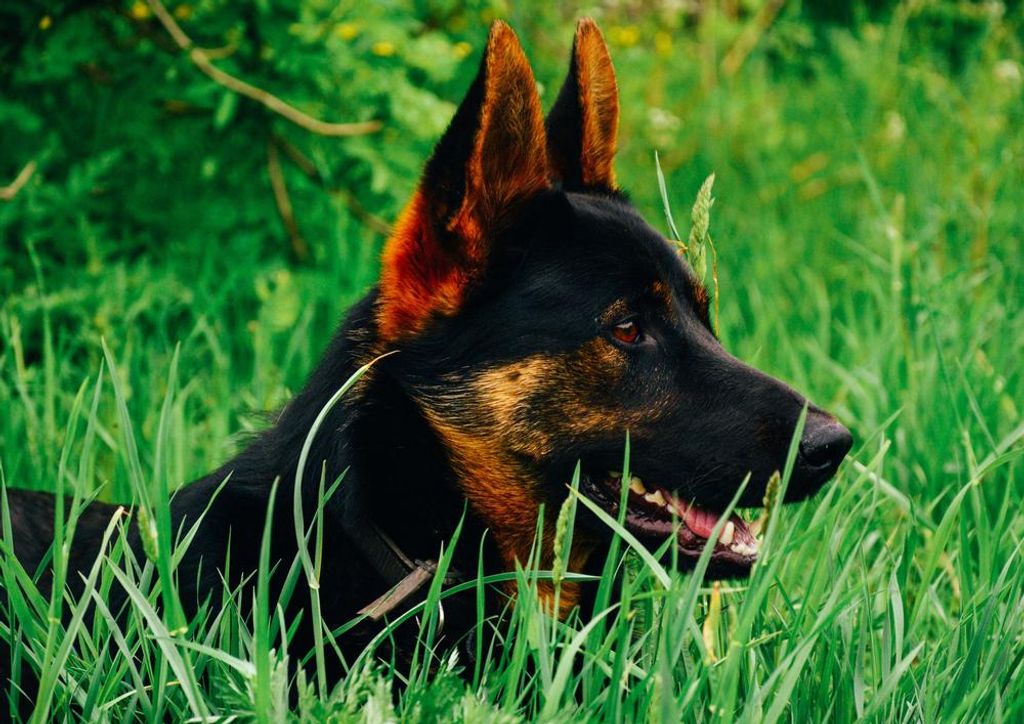 hansepuzzle 31414 - Schäferhund im Gras Puzzle, 260 Teile, Tierwelt, 41,0 x 28,0cm mit hochwertiger Aufbewahrung, Kartonbox & Beutel