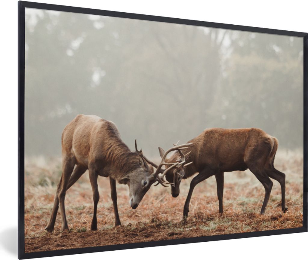 MuchoWow® MuchoWow® Gerahmtes Poster Hirsche - Wald - Gras Produktbild 