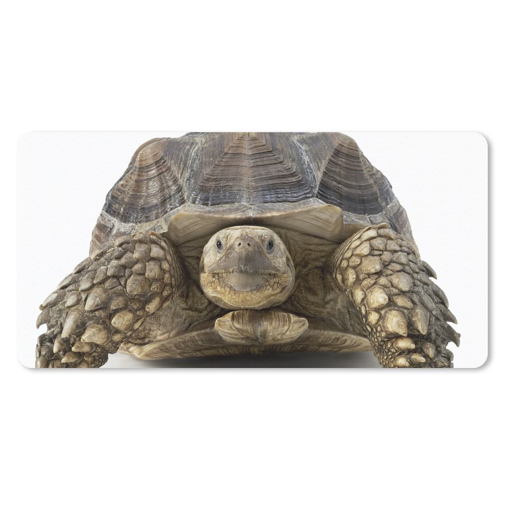 MuchoWow Schreibtischunterlage Schildkröte - Tiere - Weiß 80x40 cm - XXL Mauspad - Gaming Mauspad