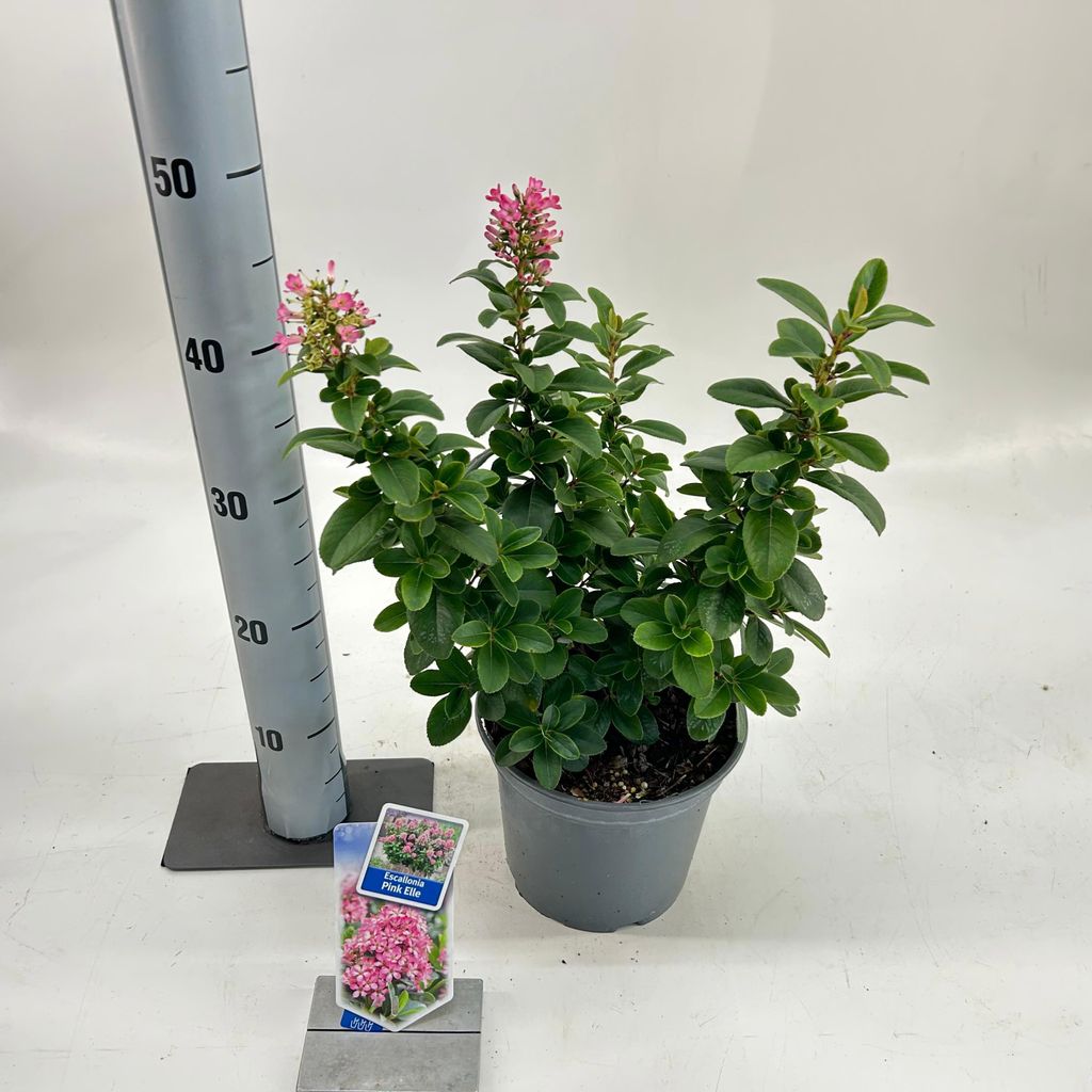 Escallonia laevis Pink Elle ('Lades'PBR) - Andenstrauch | 30-40 cm im Topf