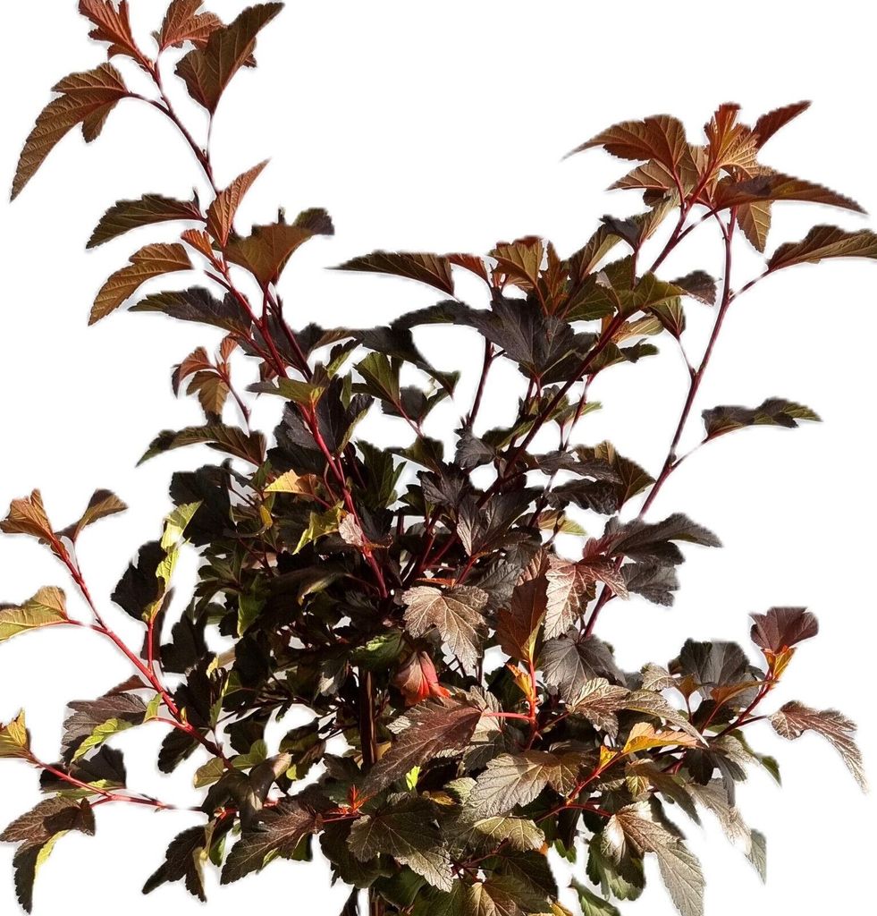 Blasenspiere Physocarpus Opulifolius Lady in Red 125 -150 cm