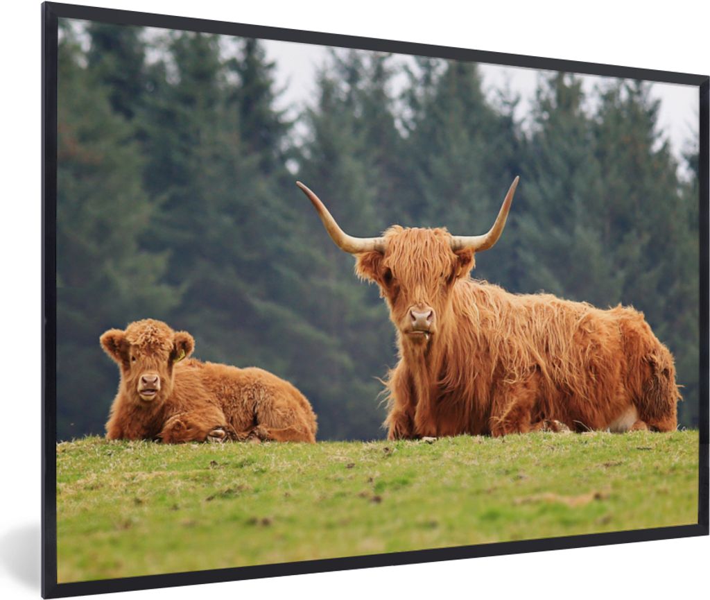 MuchoWow MuchoWow Gerahmtes Poster Schottische Hochlandrind - Gras - Wald 90x60 cm - Poster mit zchwarzem Bilderrahmen - Fotorahmen - Foto-Plakat