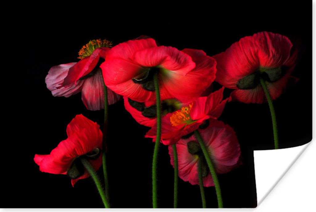 MuchoWow Poster Die isländischen Mohnblumen auf einem schwarzen Hintergrund 120x80 cm - Bilder