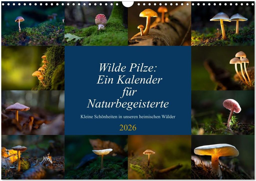 Wilde Pilze: Ein Kalender für Naturbegeisterte (Wandkalender 2026 DIN A3 quer), CALVENDO Monatskalender