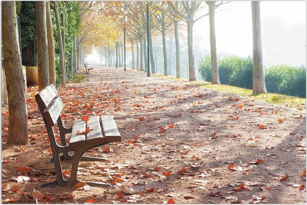 Wallario Wandbild Einsame Parkbank an einer Allee - Herbststimmung, Größe: 61 x 91,5 cm, Poster mit rahmenlosen Bildhalter