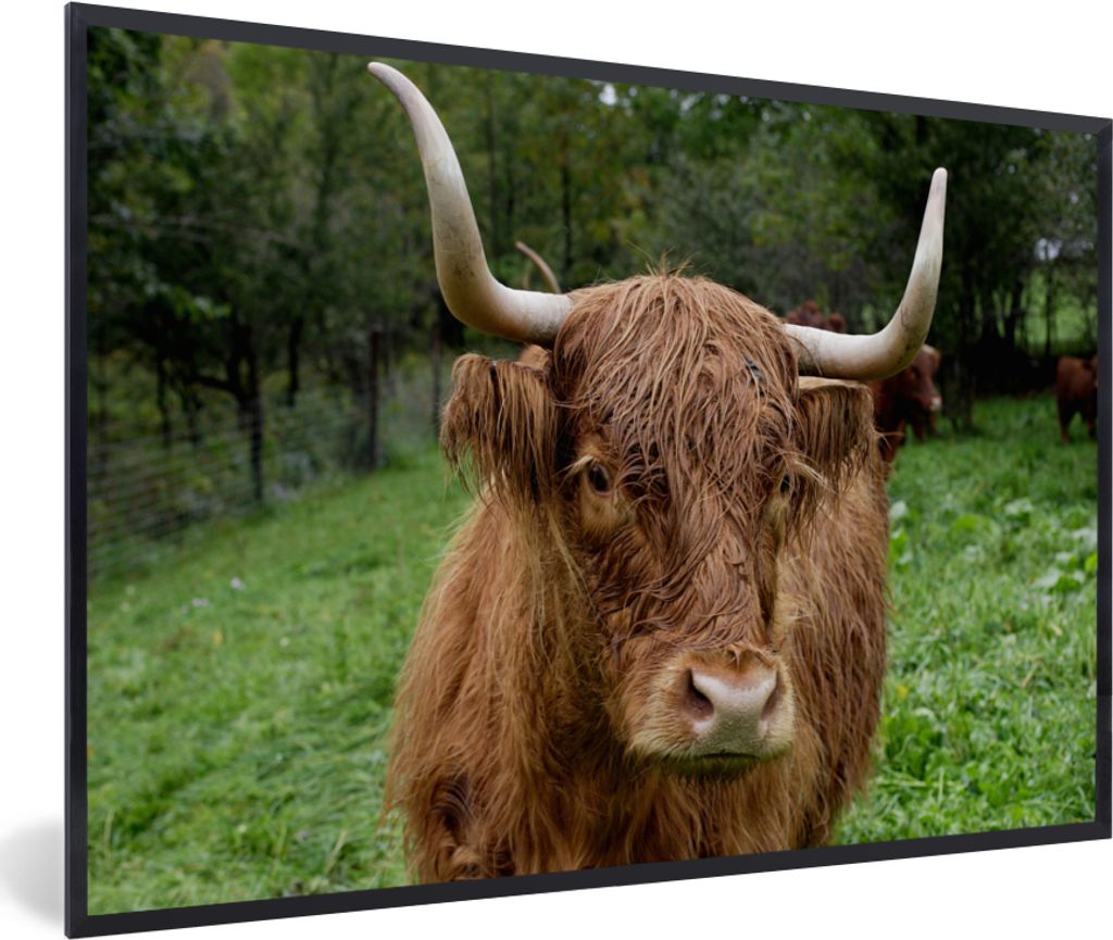 MuchoWow MuchoWow Gerahmtes Poster Schottische Hochlandrind - Tiere - Gras 60x40 cm - Poster mit zchwarzem Bilderrahmen - Printing - Wanddeko S...