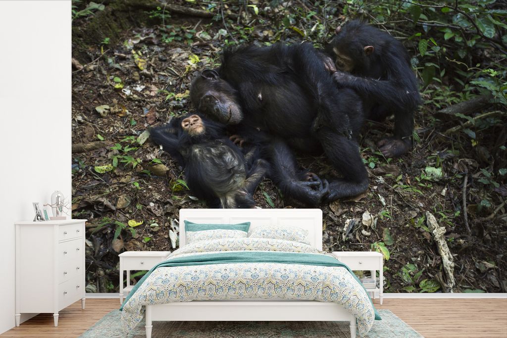 MuchoWow Fototapete für Wohnzimmer oder Schlafzimmer Wandtapete Vinyl Motivtapete Affen - Schlaf - Wald - 525x350 cm - Das Hintergrundbild