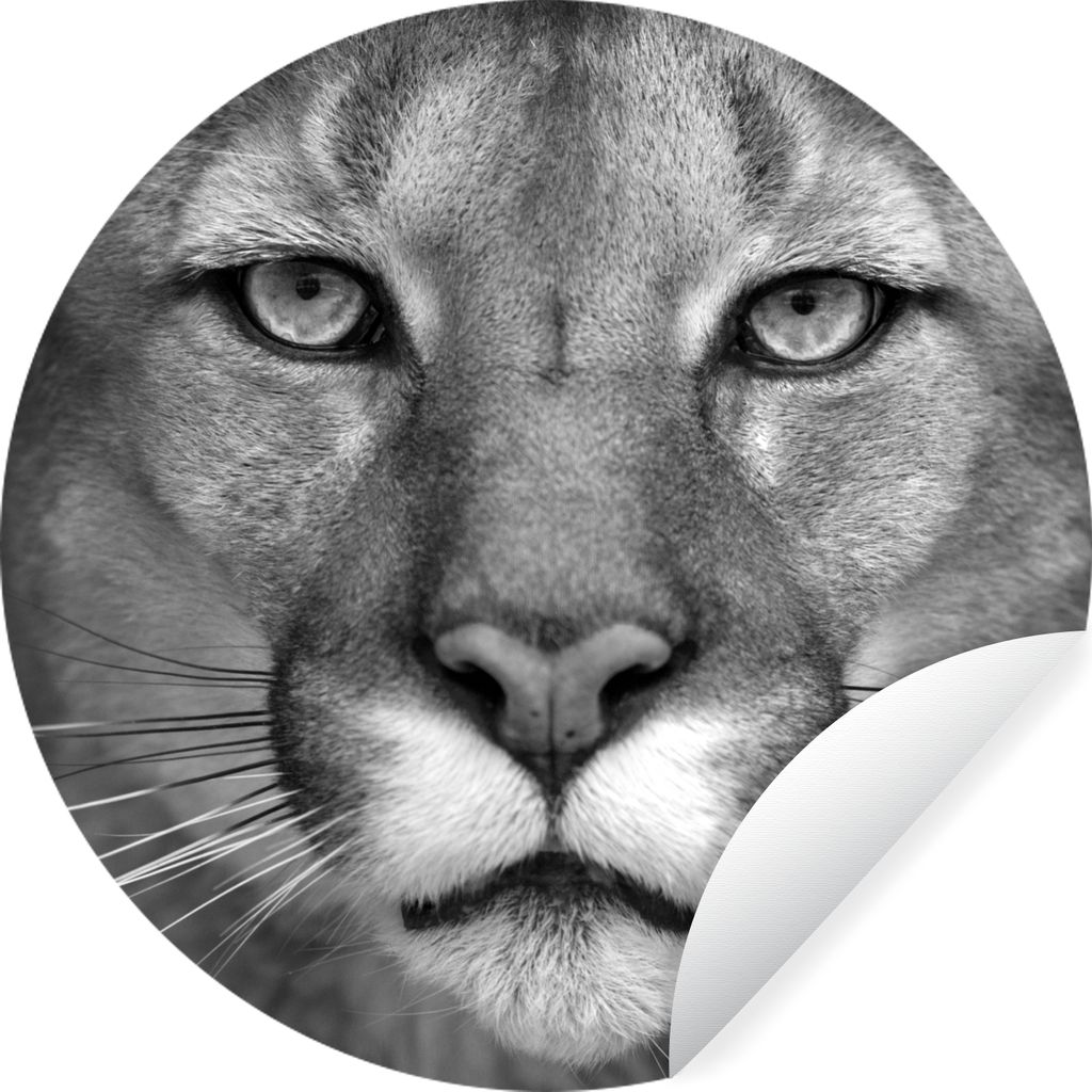 MuchoWow Runde Wandtattoo - Wandsticker Tapete Aufkleber Panther - Wildlife - Schwarz - Weiß Ø 50 cm Selbstklebend und Repositionierbar - Wanda...