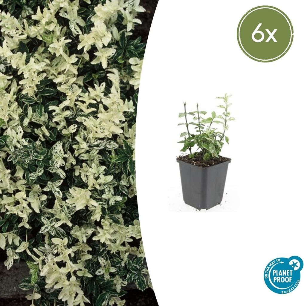 Kriechspindel – Euonymus fortunei 'Harlequin' – 10-25 cm – Ø9 cm – 6 Pflanzen – Bodendecker – Buntlaub – Sonne & Schatten – Pfl...