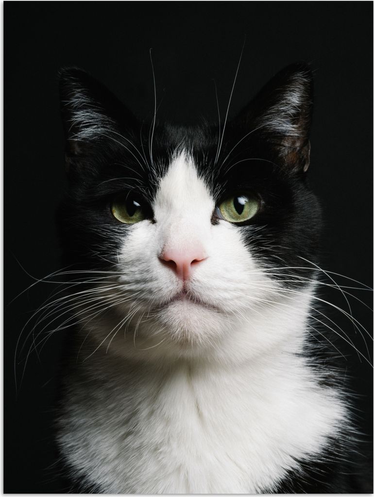 MuchoWow Poster Katze - Schwarz - Weiß 120x160 cm - Wandbilder