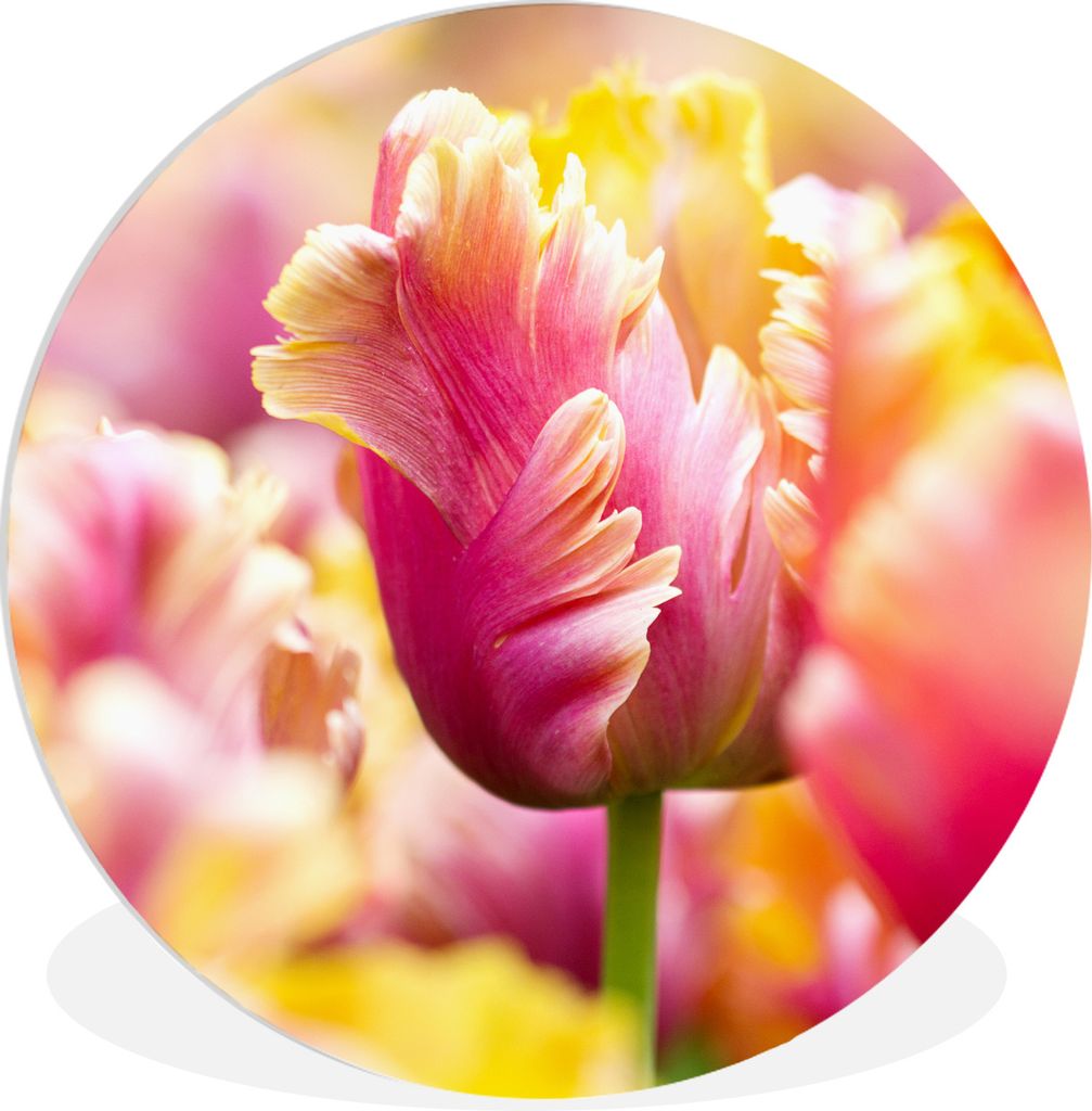 MuchoWow Rundes Wandbild - Runde Bilder Eine Nahaufnahme einer rosa Tulpe mit gelbem Kopf Ø 30 cm Kreis Wanddekoration Kunststoff - Wandkreis - ...