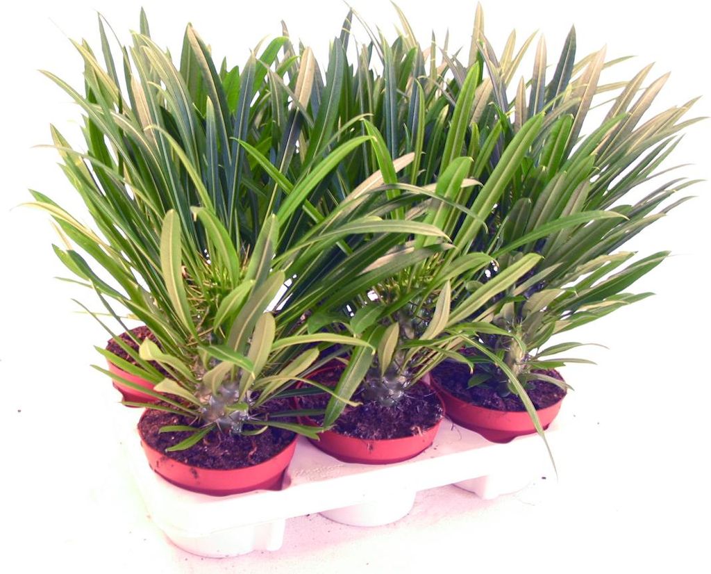 Pachypodium lameri - Palma madagaskarská pravá - 12cm Obrázek produktu 