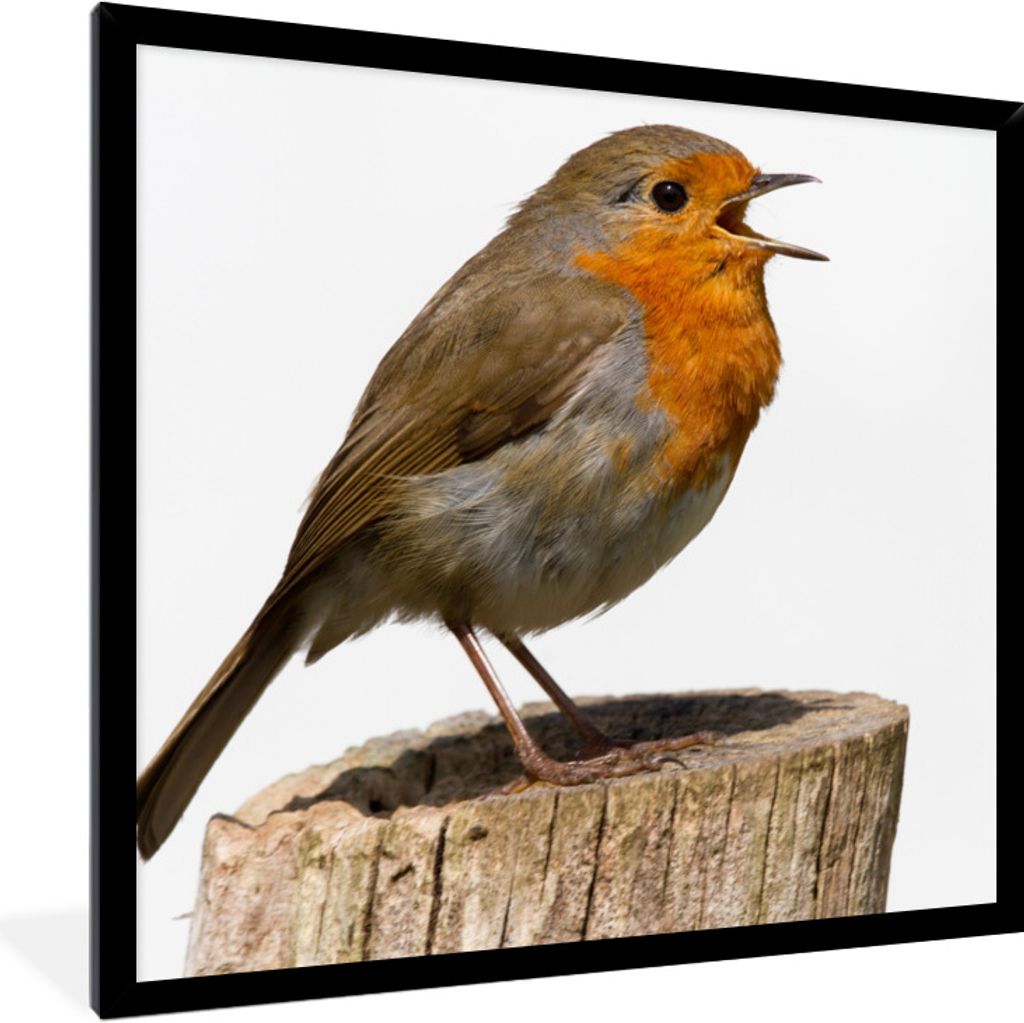 MuchoWow Gerahmtes Poster Rotkehlchen - Vogel - Holz 40x40 cm - Poster mit Schwarzem Bilderrahmen Wandposter Rahmen Foto Bilder - Mit Rahmen - Wa...