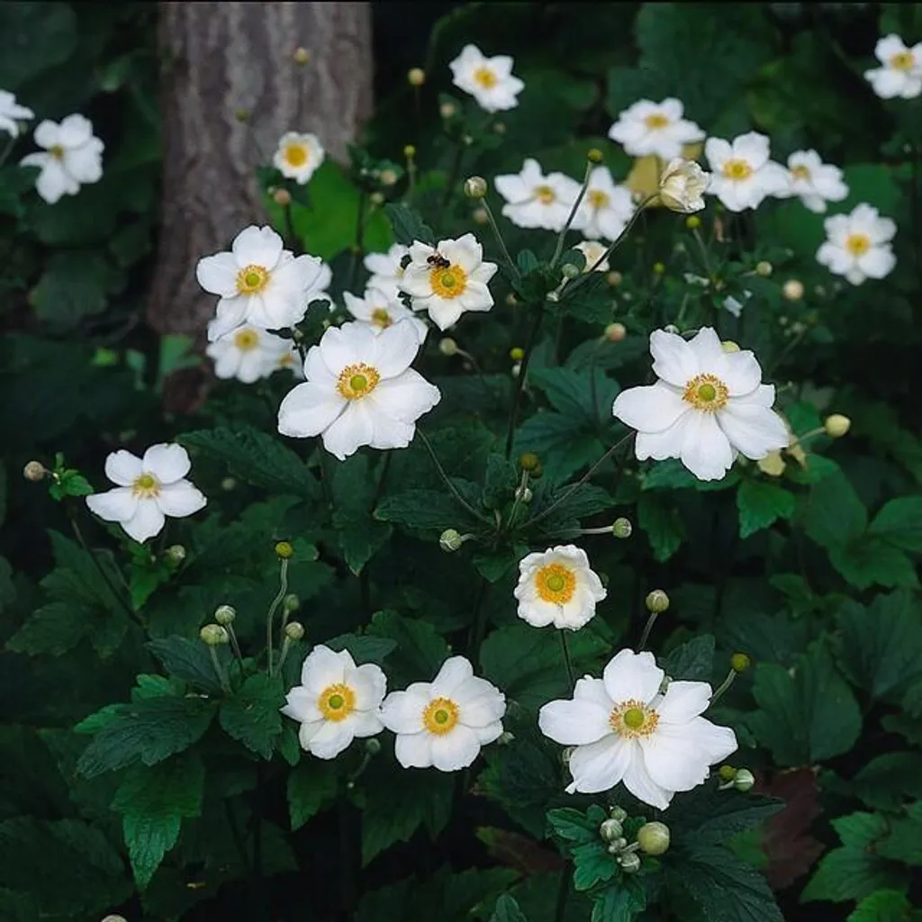 Anémone hybride Honorine Jobert - Idéal mi-ombre - 48 plants de 10-25cm