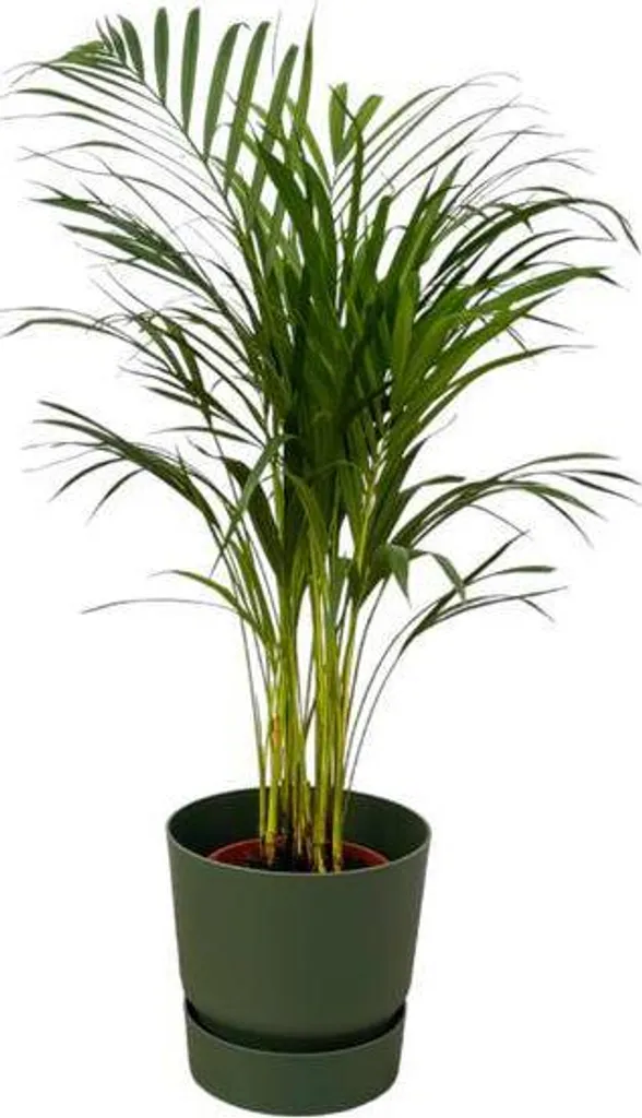 Palmier Areca plante d'intérieur facile 85cm pour créer un coin jungle