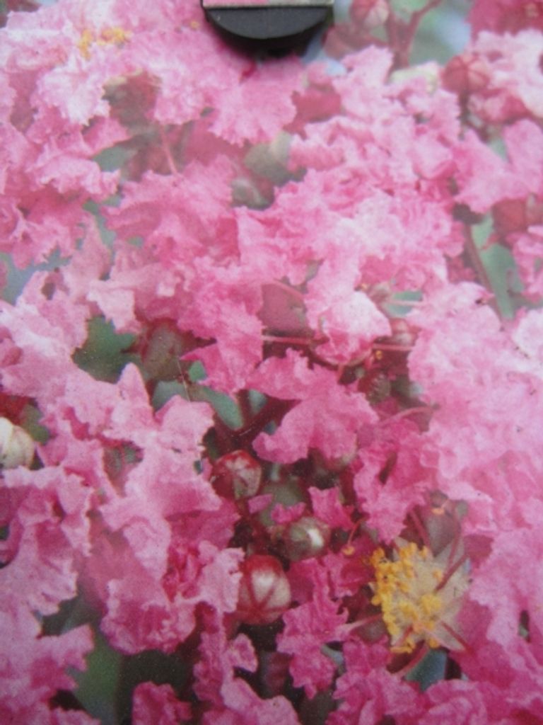 Chinesische Kräuselmyrte Lipan - Lagerstroemia Indica - Produktbild 