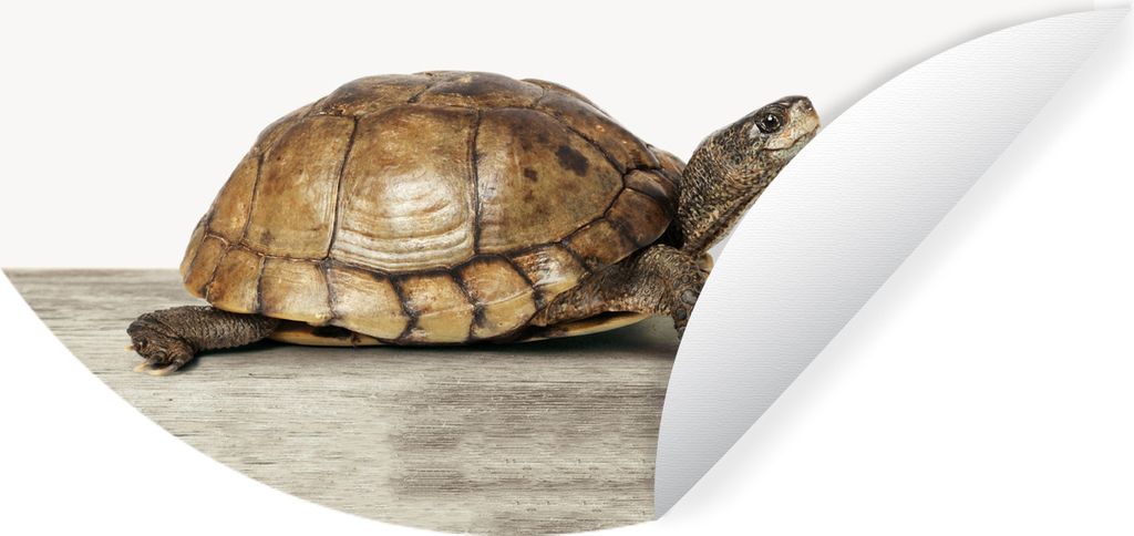 MuchoWow Runde Wandtattoo - Wandsticker Tapete Aufkleber Tiere - Schildkröte - Weiß Ø 50 cm Selbstklebend und Repositionierbar - Wandaufkleber...