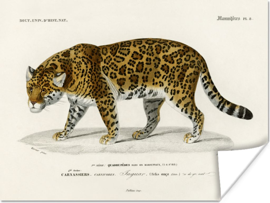 MuchoWow Poster Jaguar - Jahrgang - Tier 40x30 cm - Plakate für die Wände - Poster Wohnzimmer