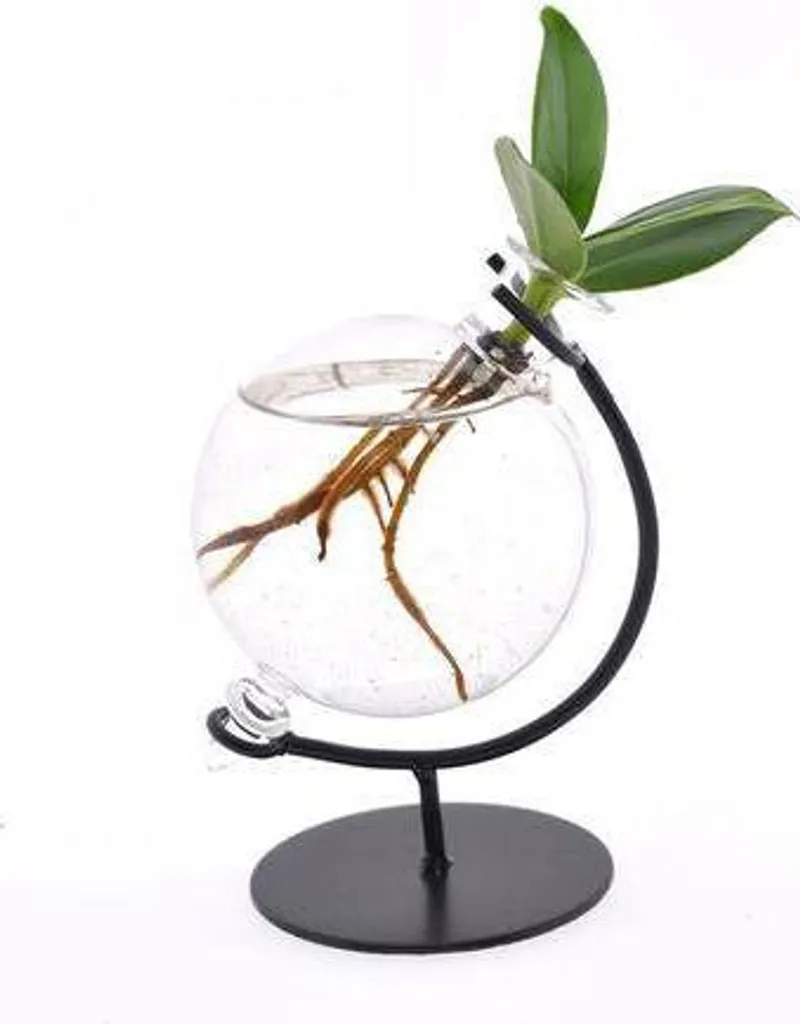 Mini plante hydroponique Clusia Ø5cm : entretien ultra facile