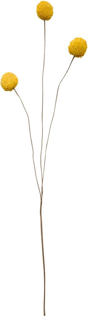 ASA Craspedia, gelb DEKO L. 45 cm 66614444