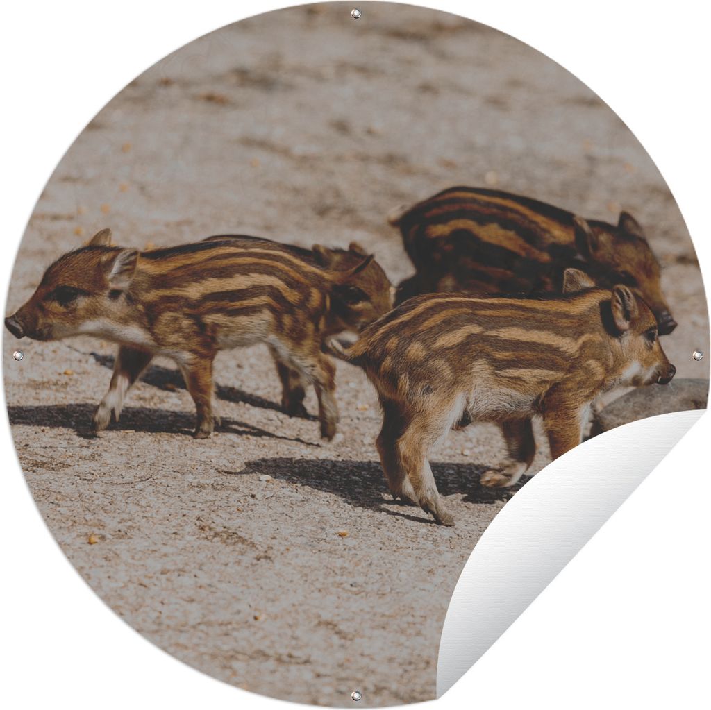 MuchoWow Gartenposter Outdoor-Poster Rund Baby - Wildschweine - Wild Ø 120 cm Gartendeko Rundes Poster draußen