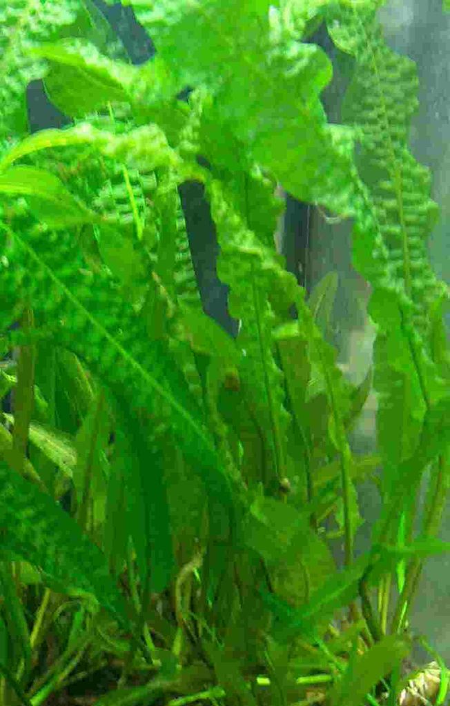 1 Aponogeton Boivianus, große genoppte Wasserähre Produktbild 