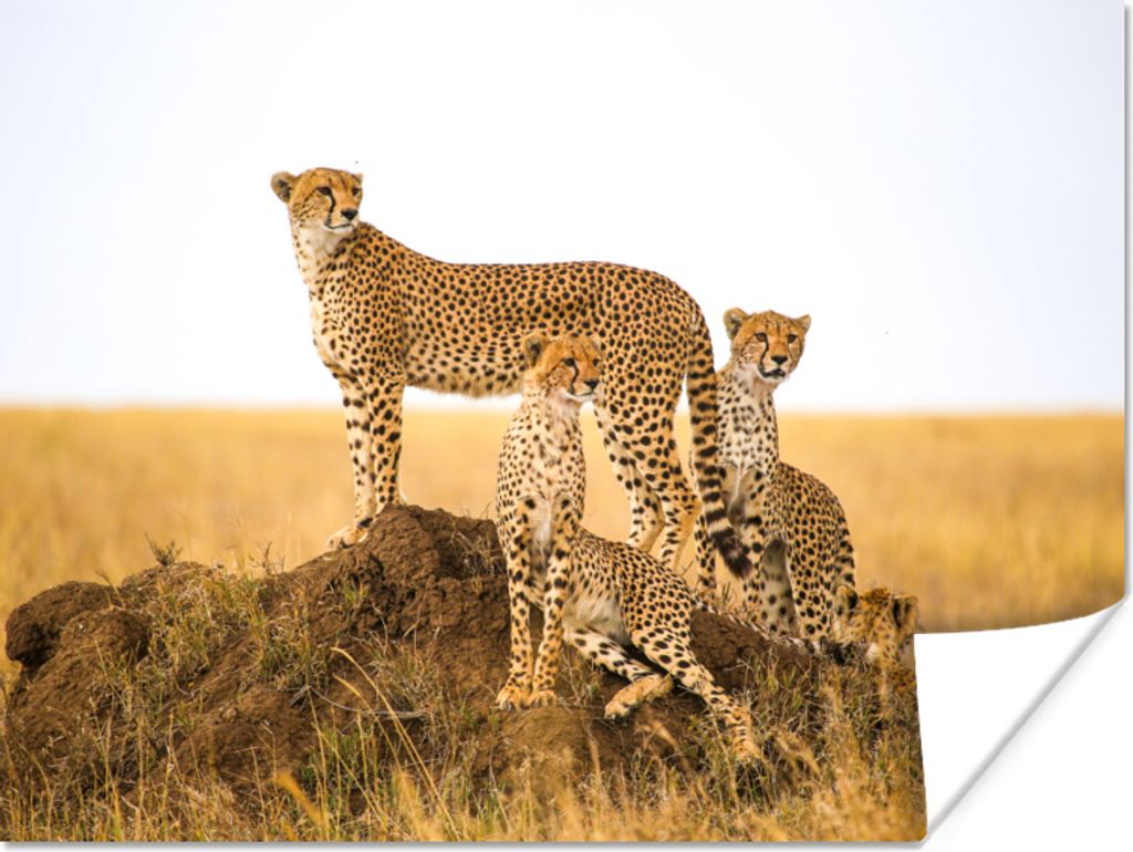 MuchoWow Poster Gepard - Gras - Natur - Savanne 80x60 cm - Kunst für zu Hause