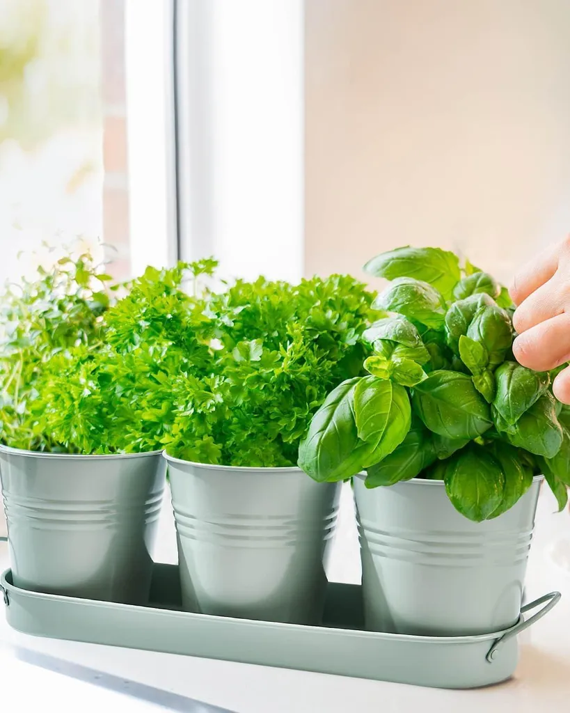 Kit pots de plantes avec évacuation d'eau contre les racines pourries