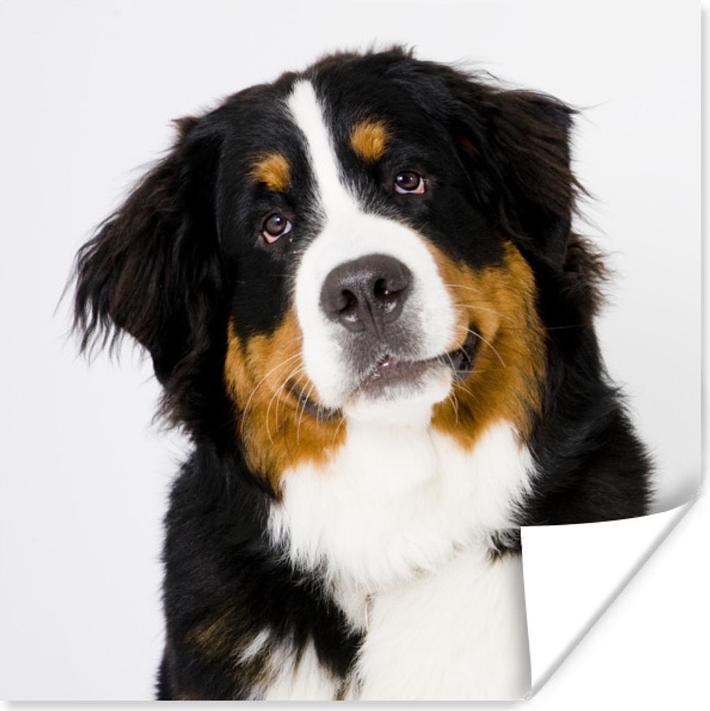 MuchoWow Poster Porträtfoto eines Berner Sennenhundes 50x50 cm - Wohnzimmerdekoration