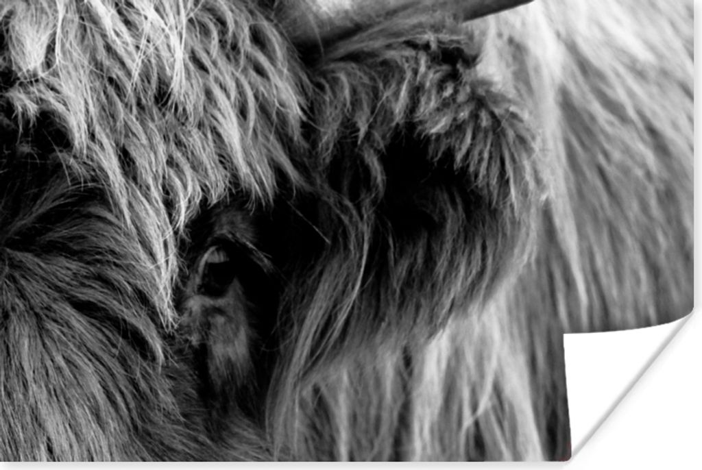 MuchoWow Poster Scottish Highlander - Auge - Schwarz - Weiß 60x40 cm - Schlafzimmerdekoration