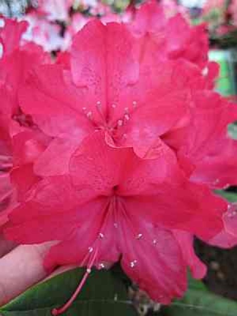 Rhododendron Hybrid smirnowii Weinlese - Kaukasische Alpenrose Weinlese 40-50