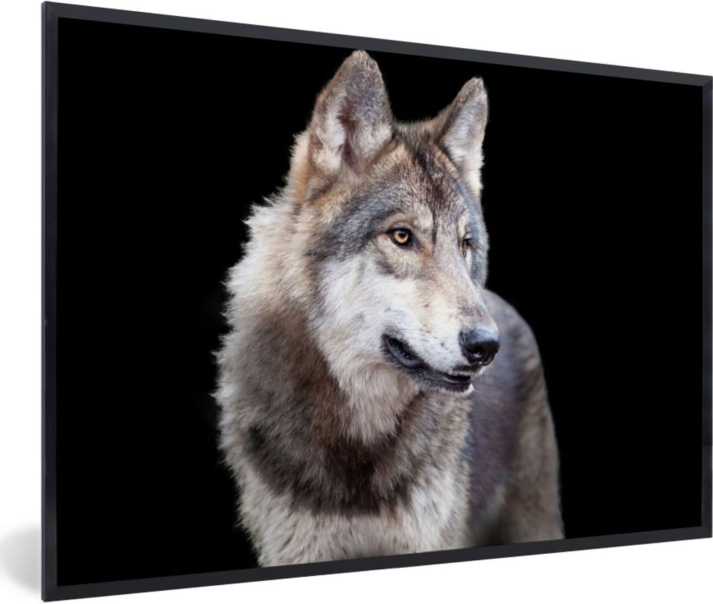 MuchoWow Gerahmtes Poster Grauer Wildwolf 90x60 cm - Poster mit Schwarzem Bilderrahmen Wandposter Rahmen Foto Bilder - Fotorahmen - Foto-Plakat