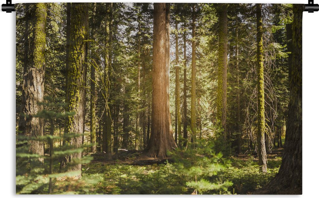 MuchoWow Wandteppich Wandbehang Sonnenstrahlen entlang der Bäume im Sequoia National Park in den Vereinigten Staaten 60x40 cm Tapisserie Dekorat...
