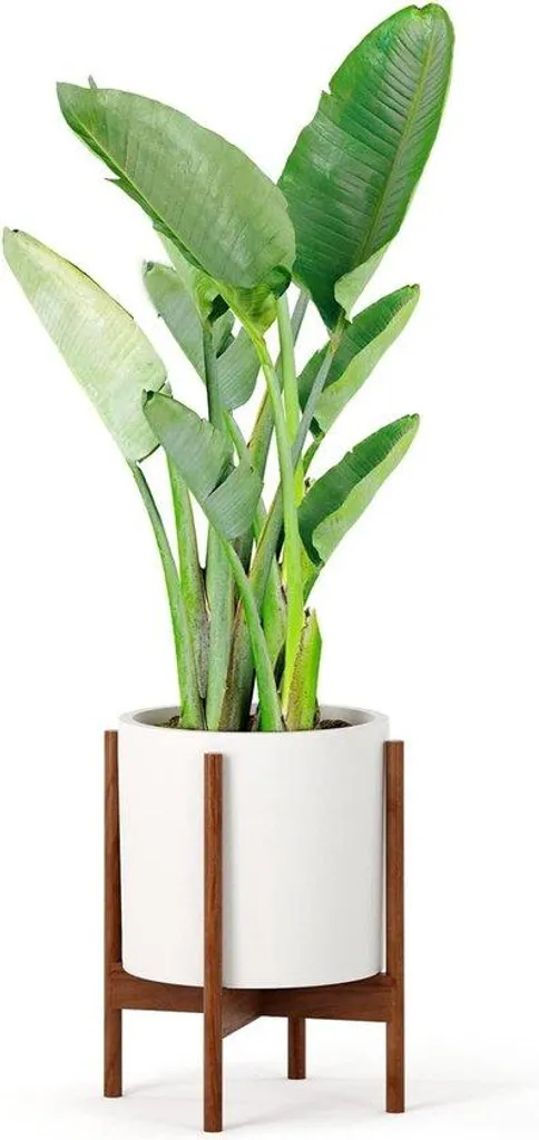 Support de plante design en bois de cerisier blanc et acacia 30cm