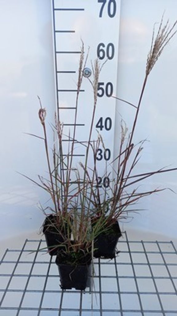 6 x Miscanthus sin. 'Aperitif' - Chinaschilf Aperitif - Topf 9 x 9 cm