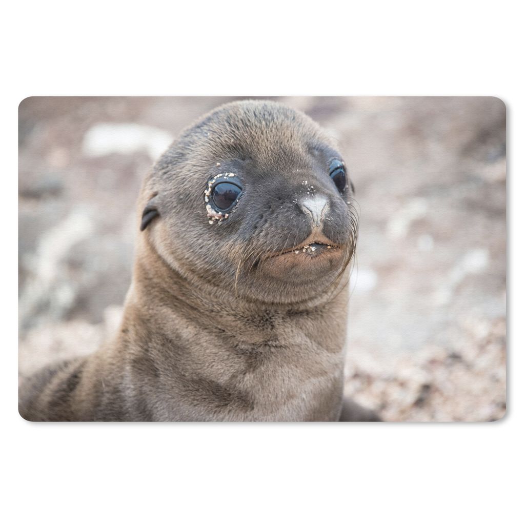 MuchoWow Schreibtischunterlage Seelöwe - Jung - Strand 60x40 cm - XXL Mauspad - Großes Mauspad