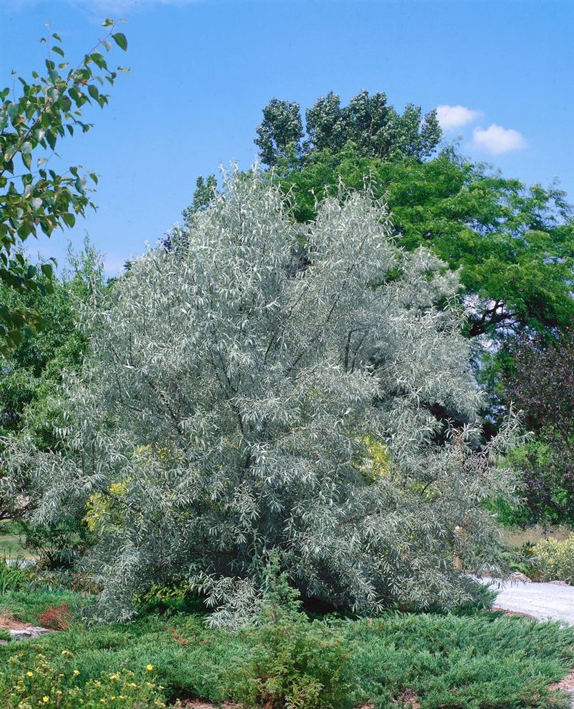 Elaeagnus angustifolia, schmalblättrige Ölweide, 80–100 cm Produktbild 