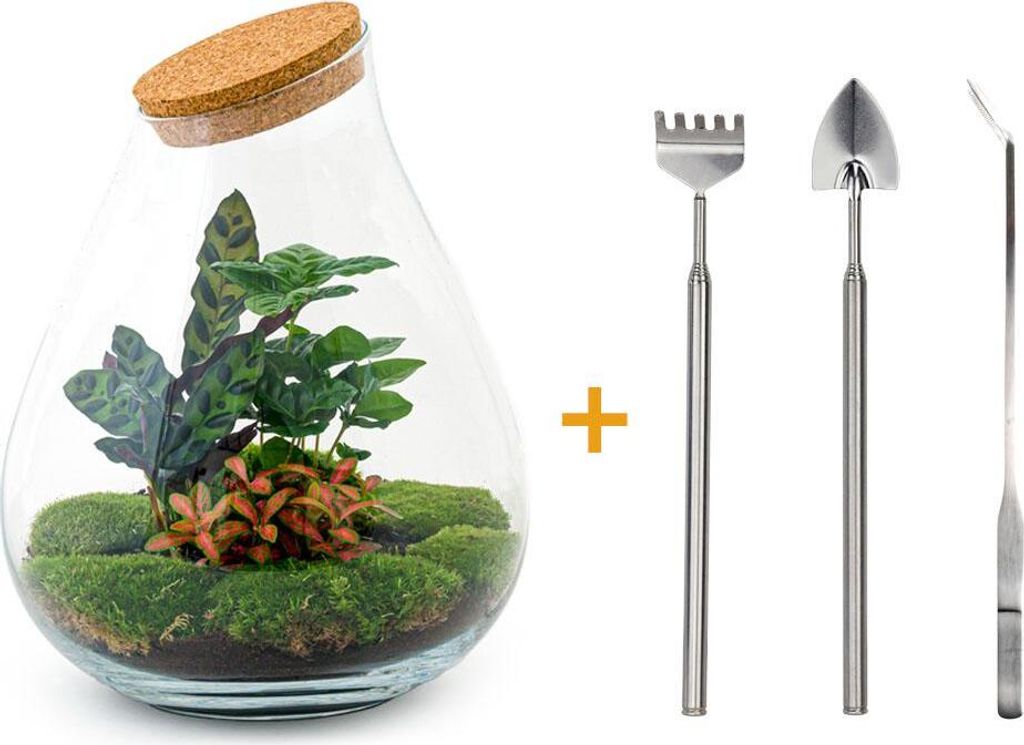 Diy Terrarium - Drop Xl Rood - ↕ 37 Cm Zdjęcie produktu 