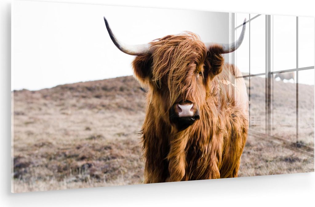 MuchoWow Glasbilder - Bilder auf Wandbild - Foto auf Glas Schottische Hochlandrind - Landschaft - Kuh - Braun - Tiere - Natur 40x20 cm Wanddekorati...